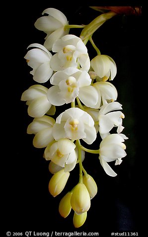Cymbidium Mini Sarah 'Pearl Fall'. A hybrid orchid