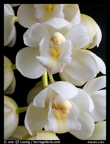 Cymbidium Mini Sarah 'Pearl Fall' Flowers. A hybrid orchid (color)