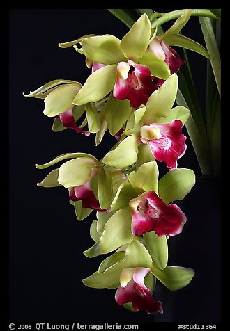 Cymbidium Pearl Dawson 'Procyon'. A hybrid orchid