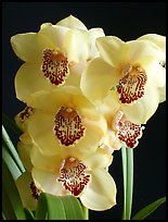 Cymbidium Pine Clash 'Moon Venus'. A hybrid orchid (color)