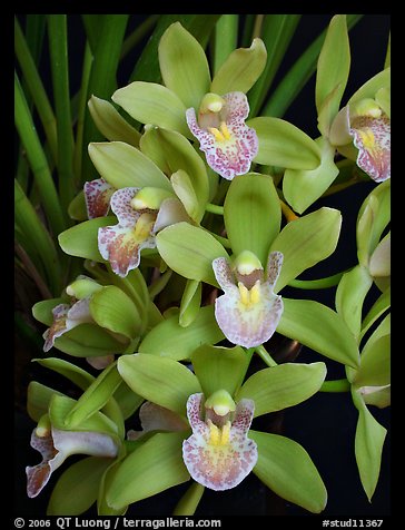 Cymbidium Sarah Jean 'Karen' Flowers. A hybrid orchid