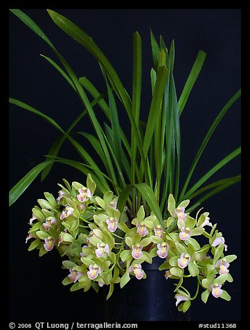 Cymbidium Saran Jean 'Karen'. A hybrid orchid