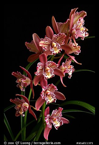 Cymbidium Strathdon 'Cooksbridge Fantasy''. A hybrid orchid (color)