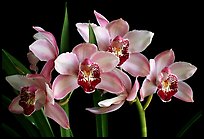 Cymbidium Summer Love 'Dwaft Pink'. A hybrid orchid