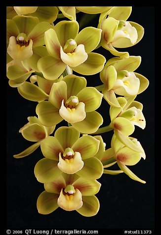 Cymbidium Sunshine Falls 'Butterball'. A hybrid orchid