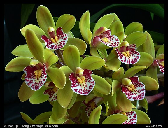 Cymbidium Tom Thumb 'Calliope'. A hybrid orchid