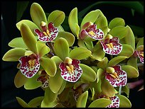Cymbidium Tom Thumb 'Calliope'. A hybrid orchid (color)