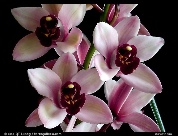 Cymbidium Yai 'Sweet Plum'. A hybrid orchid (color)