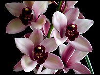 Cymbidium Yai 'Sweet Plum'. A hybrid orchid (color)