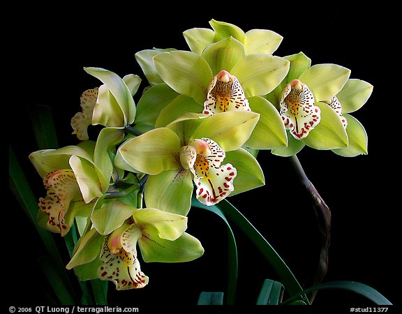 Cymbidium Fanfair. A hybrid orchid (color)