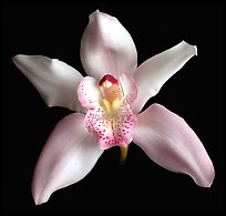 Cymbidium hybrid '2'. A hybrid orchid (color)