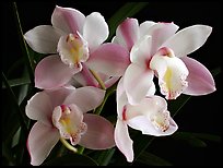 Cymbidium hybrid '21'. A hybrid orchid (color)