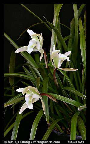 Cymbidium Oriental Elf. A hybrid orchid (color)