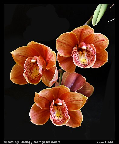 Cymbidium Devon Lord 'Viceroy'. A hybrid orchid (color)