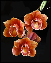 Cymbidium Devon Lord 'Viceroy'. A hybrid orchid ( color)