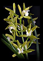 Cymbidium Alice William. A hybrid orchid ( color)