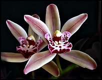 Cymbidium Amapola 'Victoria'. A hybrid orchid ( color)