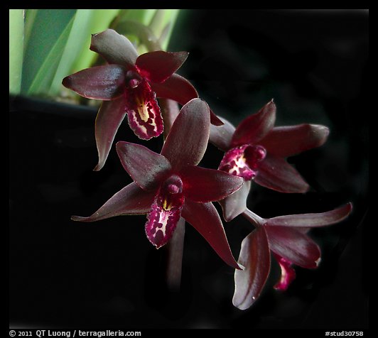 Cymbidium Australian Midnight. A hybrid orchid