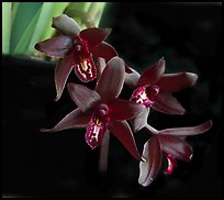 Cymbidium Australian Midnight. A hybrid orchid ( color)