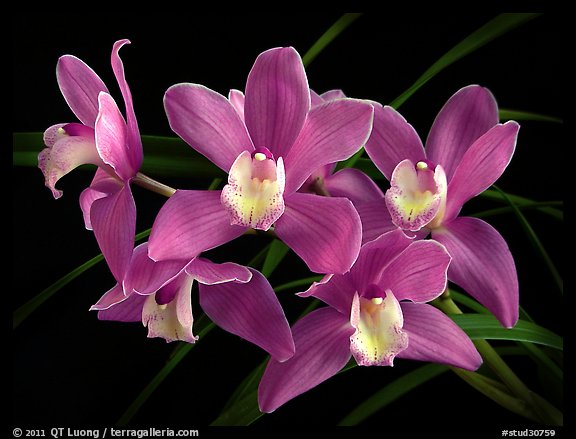 Cymbidium Baltic Sweetheart 'Sarah'. A hybrid orchid