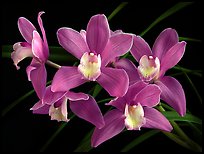 Cymbidium Baltic Sweetheart 'Sarah'. A hybrid orchid ( color)