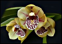 Cymbidium Be-Bop Delux 'Teeny Booper' Flower. A hybrid orchid ( color)