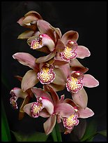 Cymbidium Big Deal 'Debbie'. A hybrid orchid ( color)