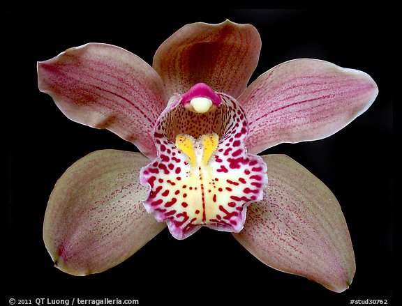 Cymbidium Big Deal 'Debbie' Flower. A hybrid orchid