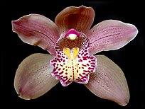 Cymbidium Big Deal 'Debbie' Flower. A hybrid orchid ( color)
