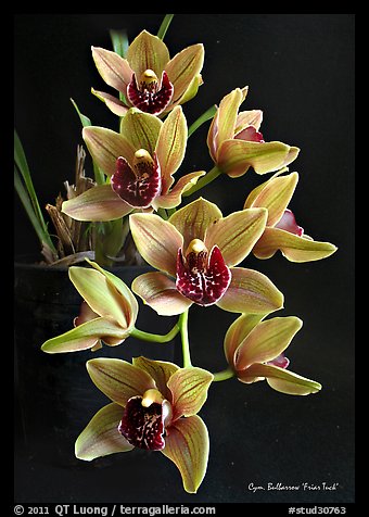Cymbidium Bulbarrow 'Friar Tuck'. A hybrid orchid