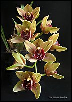 Cymbidium Bulbarrow 'Friar Tuck'. A hybrid orchid ( color)