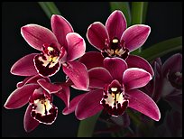 Cymbidium Cherry Cola 'Geyserland'. A hybrid orchid ( color)