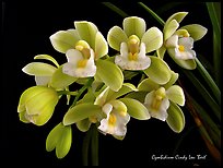 Cymbidium Cindy Lou 'Bert'. A hybrid orchid ( color)