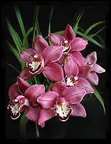 Cymbidium Claude Pepper 'Purple Splendor'. A hybrid orchid