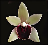 Cymbidium Devon Gala 'New Horizon' Flower. A hybrid orchid ( color)