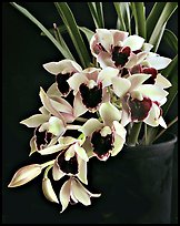 Cymbidium Devon Gala 'New Horizon'. A hybrid orchid (color)
