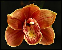 Cymbidium Devon Lord 'Viceroy'. A hybrid orchid ( color)