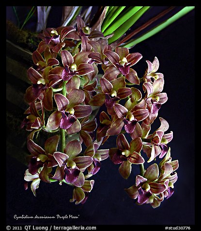 Cymbidium devonianum.  A species orchid. A hybrid orchid (color)