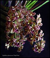 Cymbidium devonianum.  A species orchid. A hybrid orchid ( color)