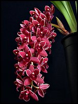 Cymbidium Dorothy Stockstill 'Forgotten Fruit'. A hybrid orchid (color)
