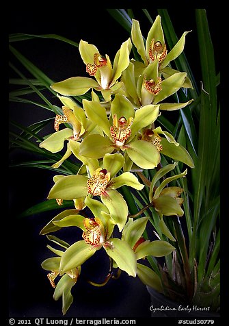 Cymbidium Early Harvest. A hybrid orchid (color)