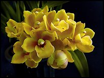 Cymbidium Cymbidium Eatern Wind. A hybrid orchid (color)