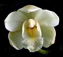 Cymbidium Gladys Whitesell. A hybrid orchid (color)