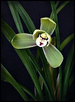Cymbidium goeringii.  A species orchid.. A hybrid orchid