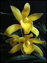 Cymbidium Golden Elf 'Sundust'. A hybrid orchid (color)