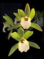 Cymbidium Hold That Tiger. A hybrid orchid (color)