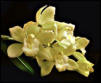 Cymbidium Honey Bunny 'Sugar Candy'. A hybrid orchid (color)