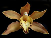 Cymbidium Hybrid '11' Flower. A hybrid orchid (color)