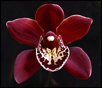 Cymbidium Khaipour 'Pala Pala' Flower. A hybrid orchid (color)