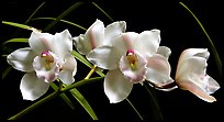 Cymbidium Lionello 'Coldsprings'. A hybrid orchid ( color)